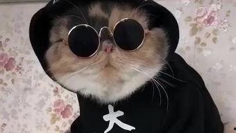 吃瓜娱乐的喵哥是谁啊,网络红人的魅力与影响力